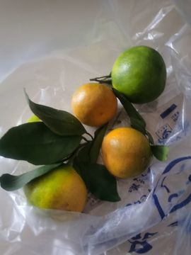 天王盖地虎虎044的图片