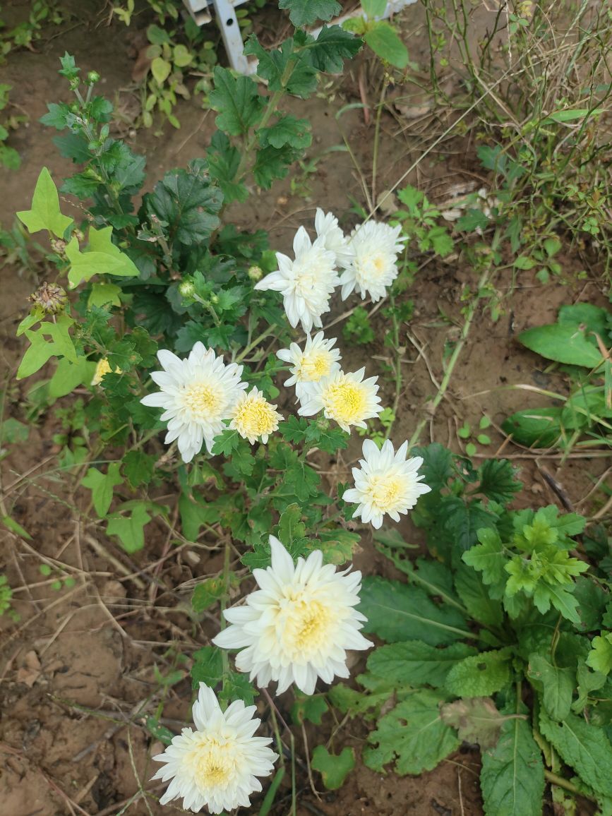 宝莉吖主播图片