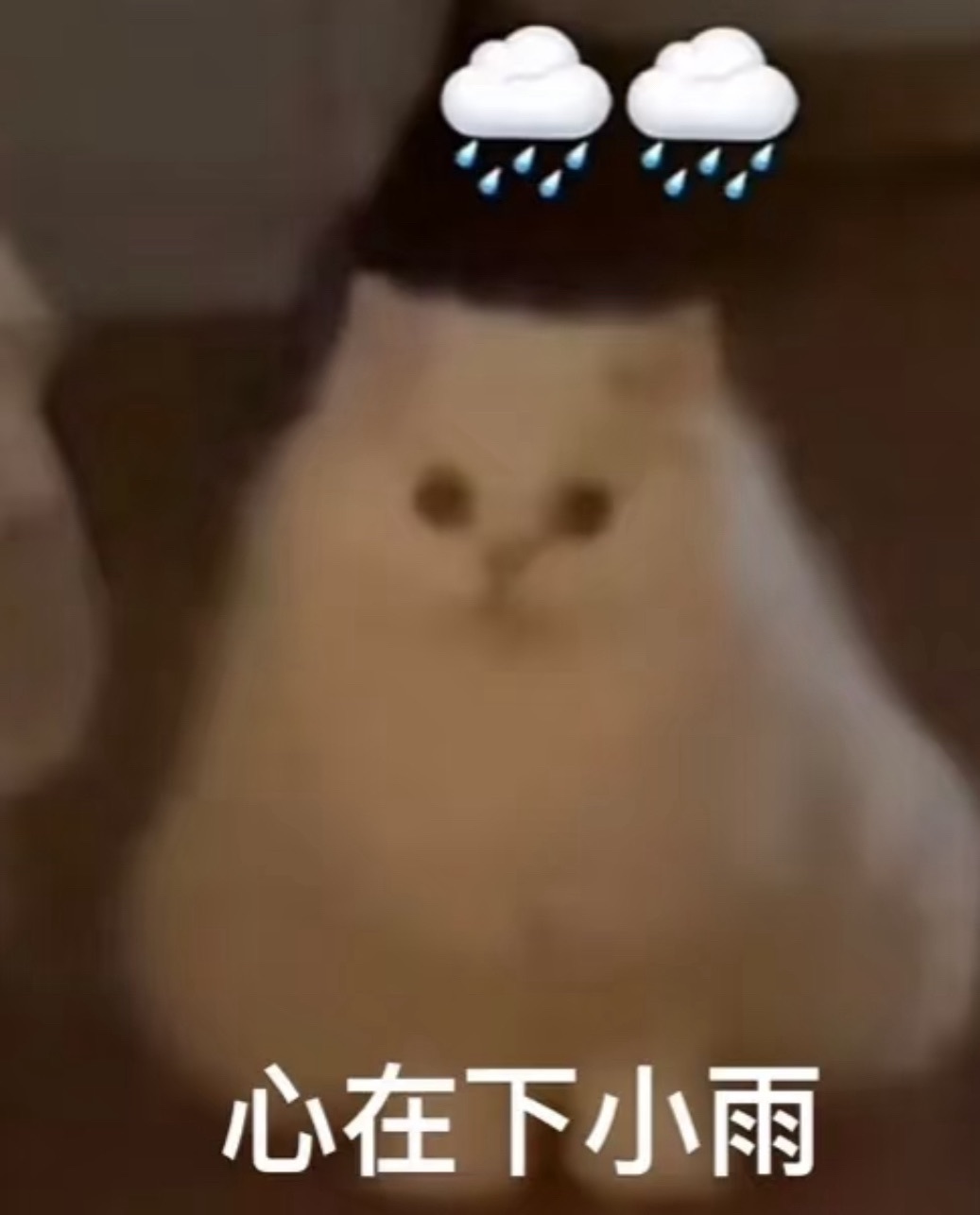 爱吃鱼的小金主播图片