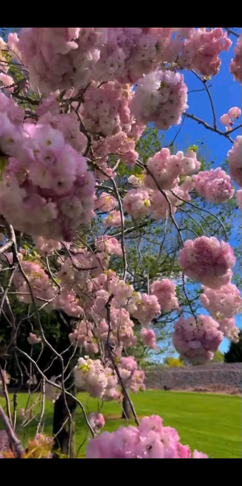 /喵喵/喵喵要眼滤万