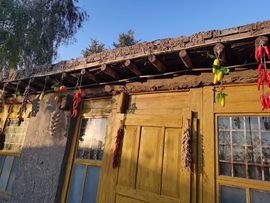 天王盖地虎虎044的图片