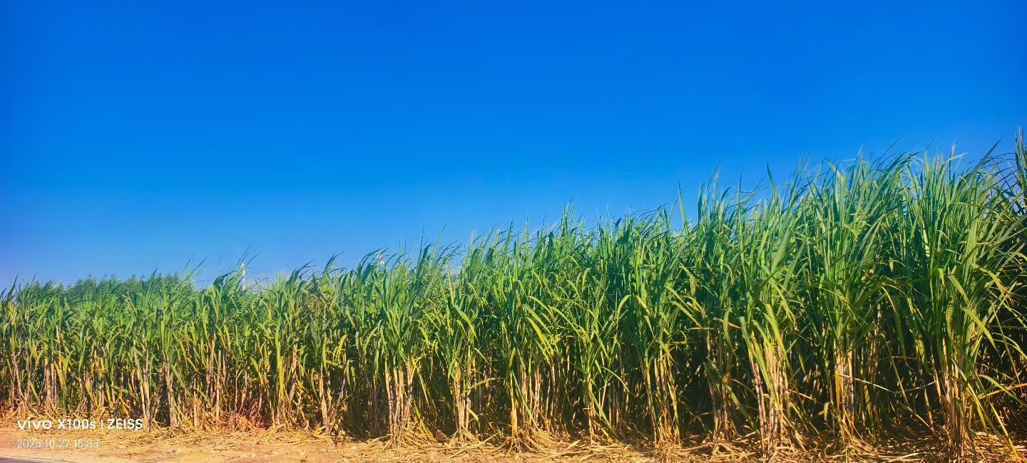 妞妞骑行南宁的主播照片