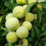 昵称违规，请重新修改的头像