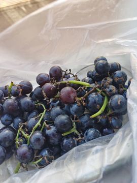 天王盖地虎虎044的图片