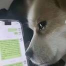 走不出的回忆Fea