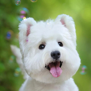 ，乌拉jj的头像