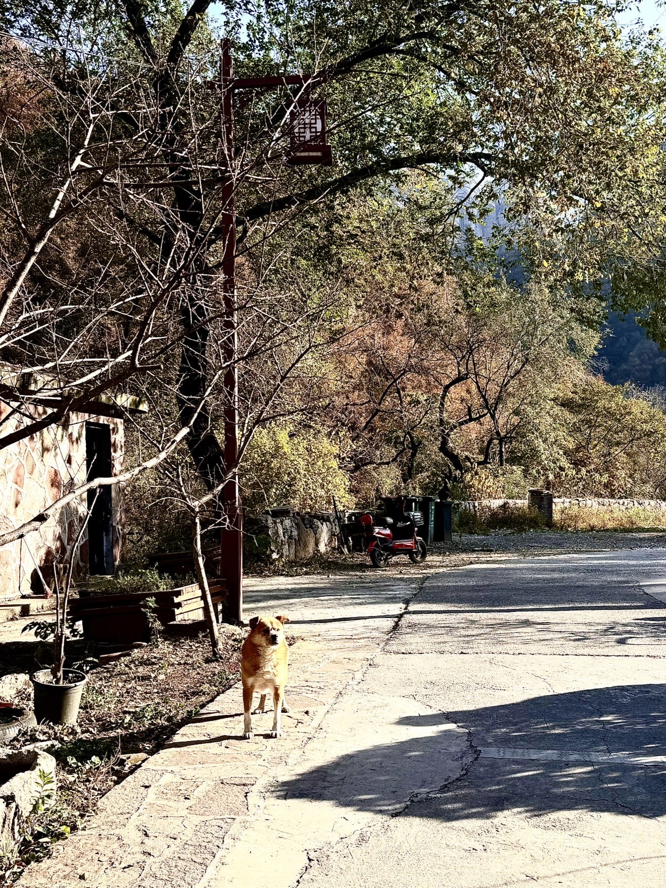 小丸子??山里不定時主播圖片
