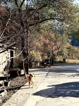 小丸子🍡山里不定时的图片