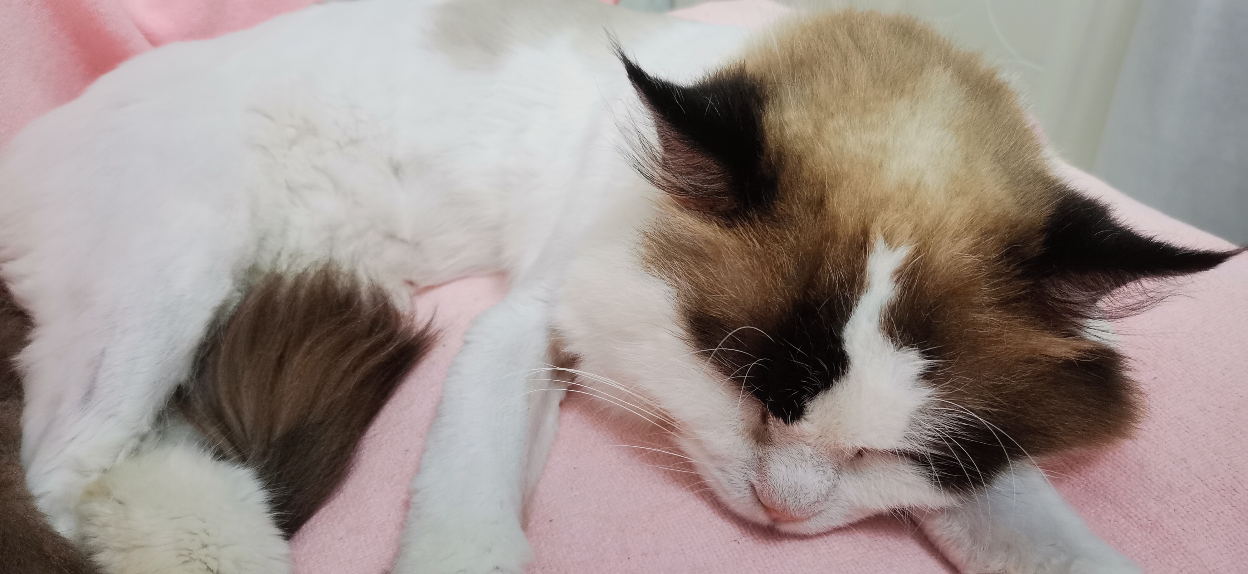 小白队长💧心里美☜主播图片