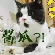 猫拖酱瓜眼花落花