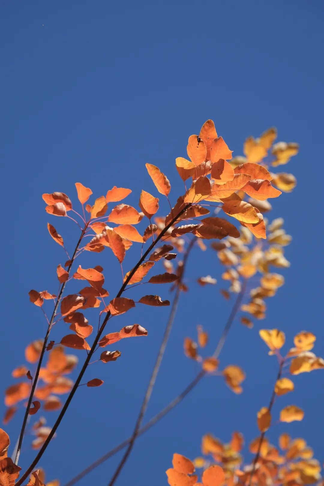 猫猫🌱JING.7主播图片