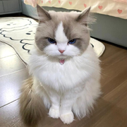 獨(dú)寵??的頭像