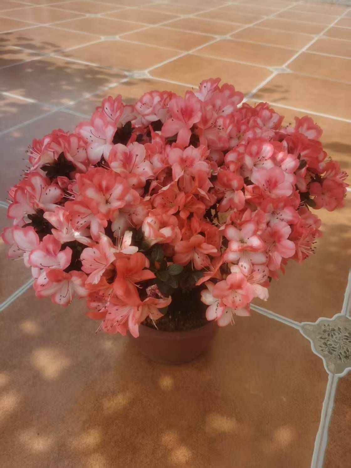 冷憶依然明天9.30主播图片