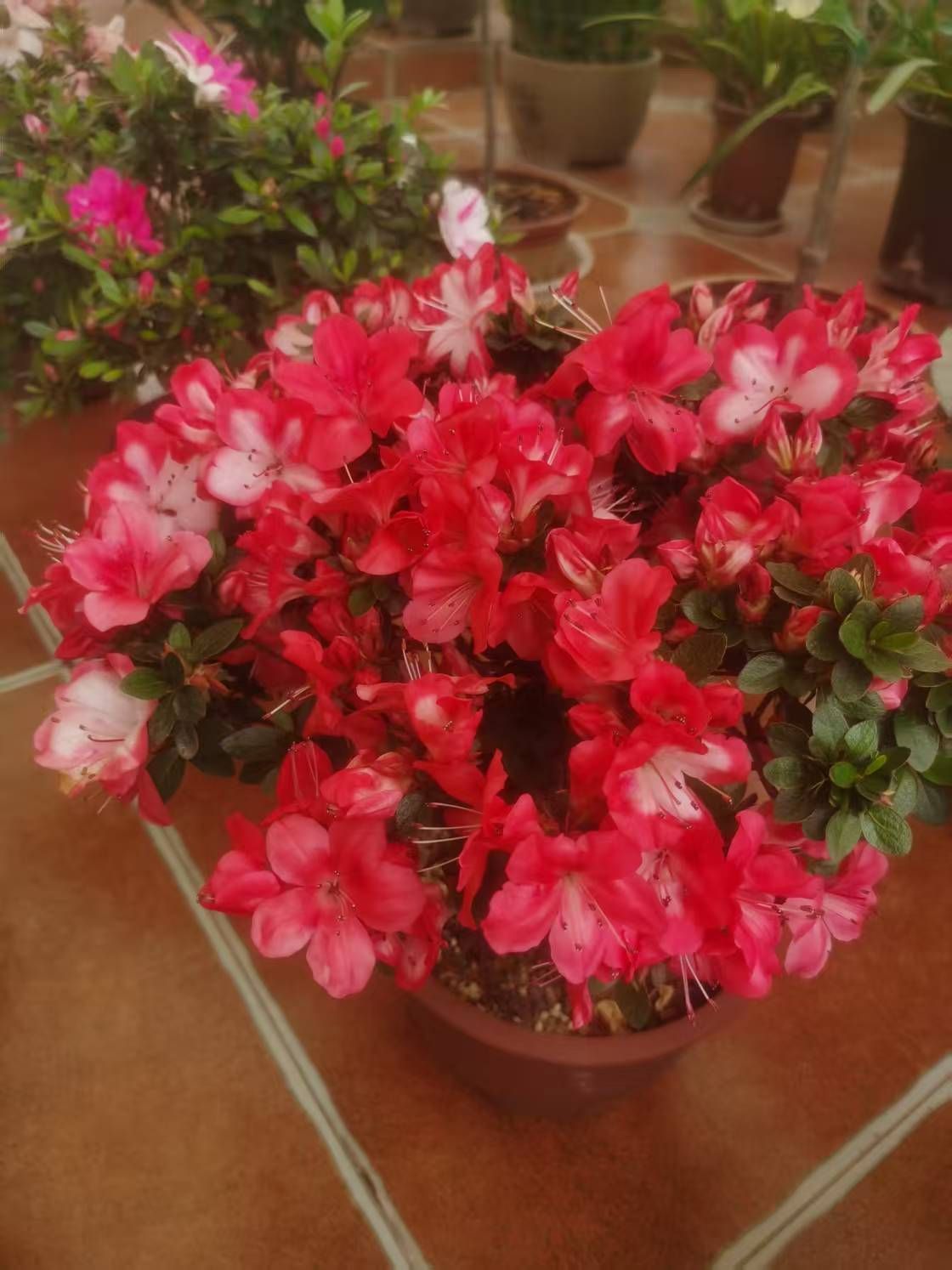 冷憶依然明天9.30主播图片