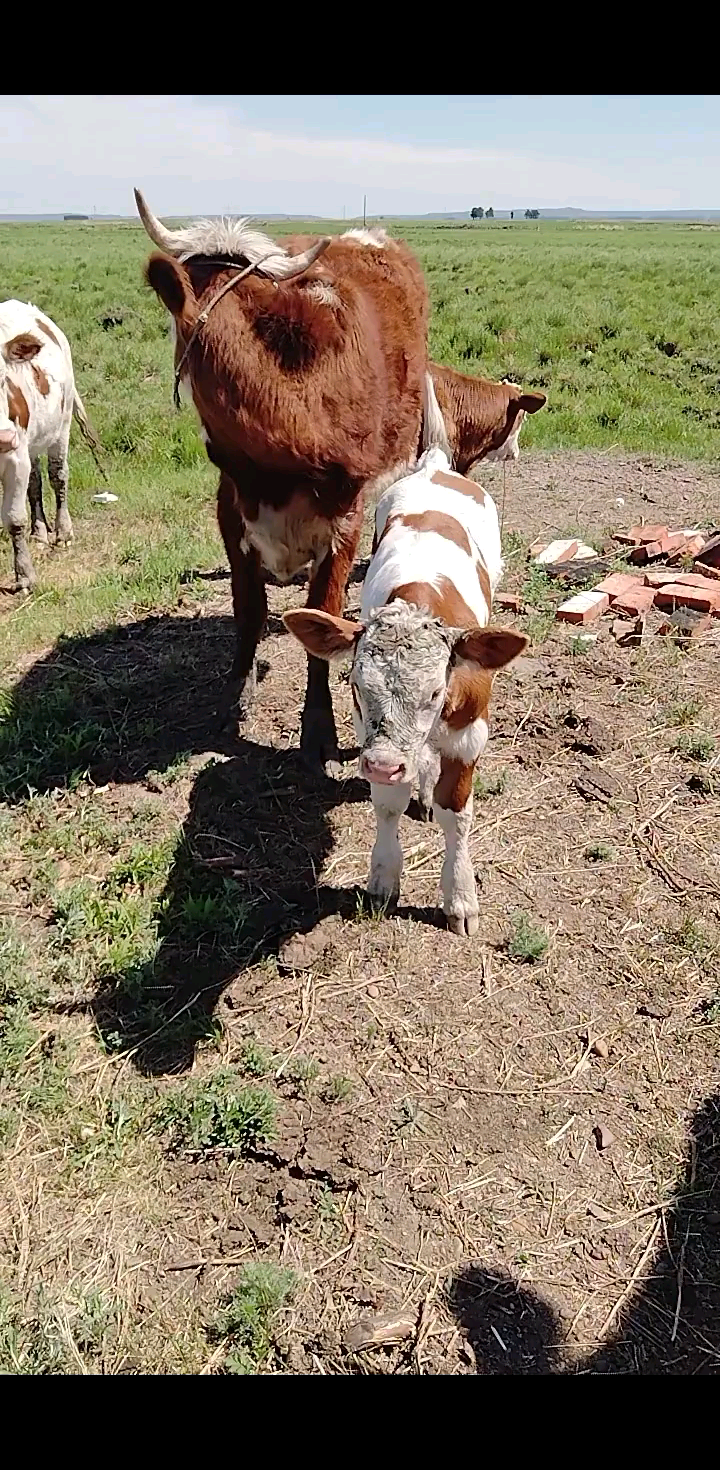 夏天的小牛/顶/顶/