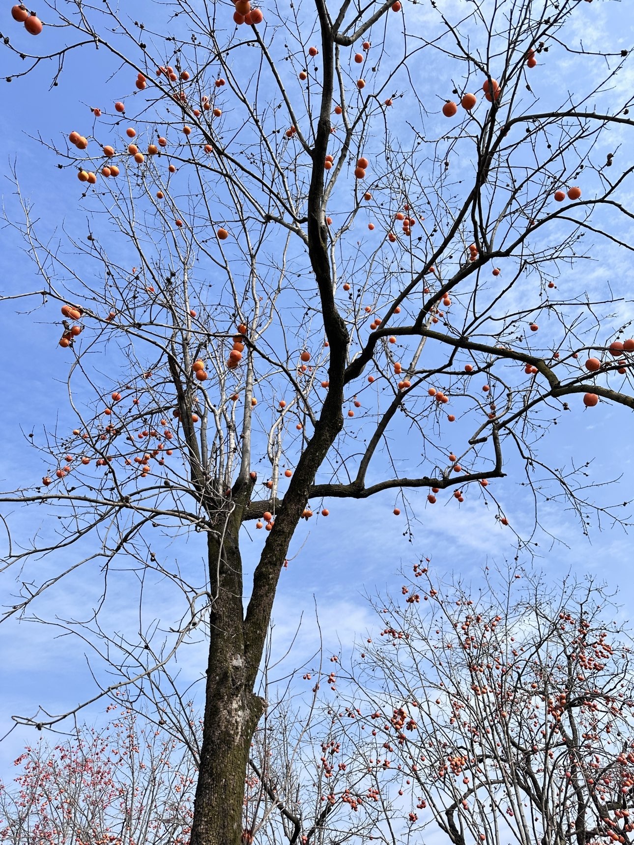 饱饱-实力唱将主播图片