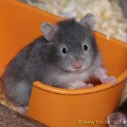 $我又穷又傻海报