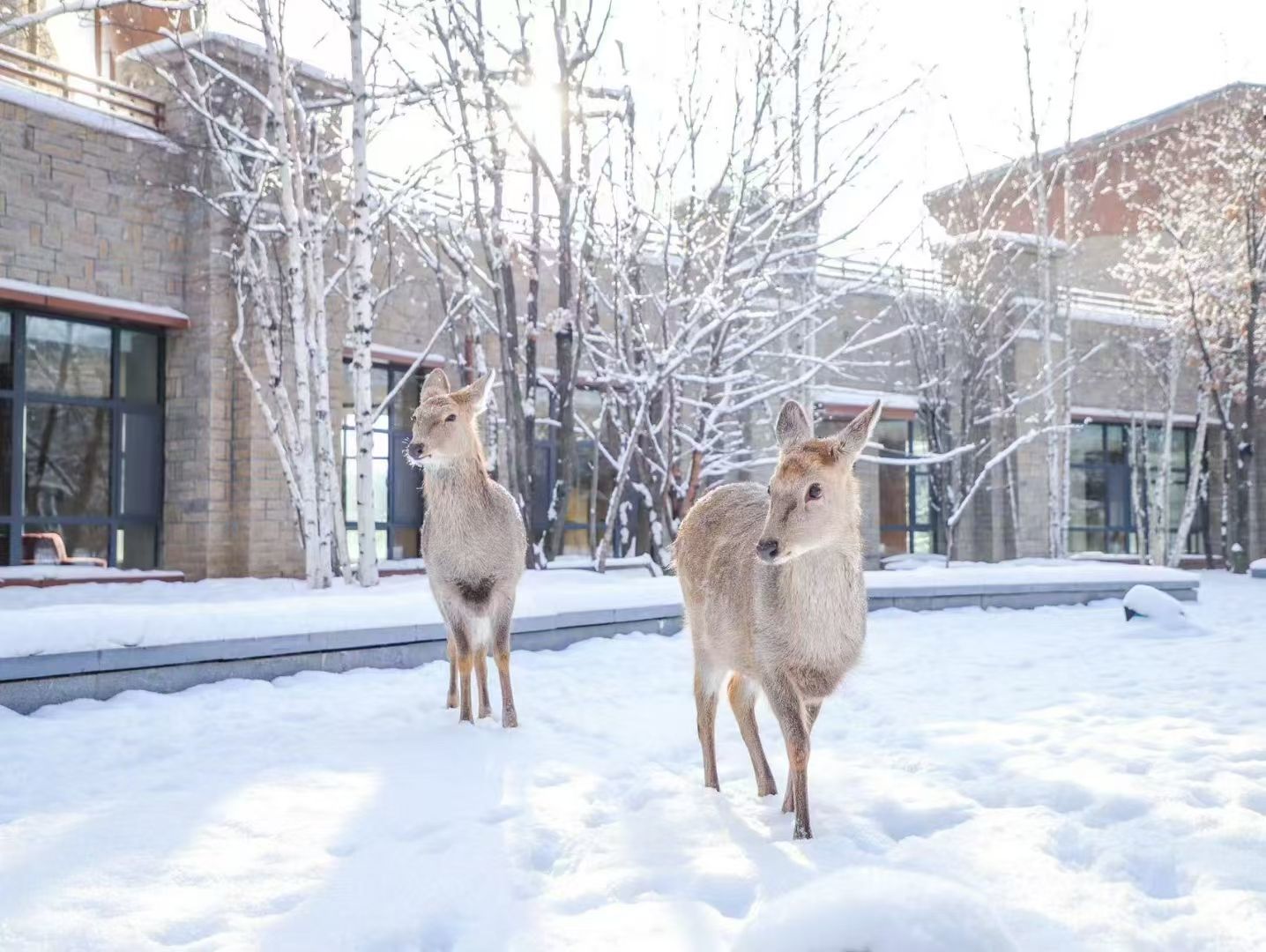 糖糖求升级主播图片