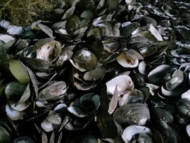 天王盖地虎虎044的图片