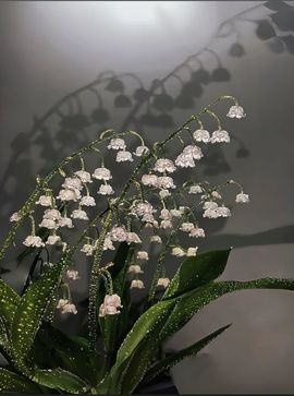 海克斯。的图片