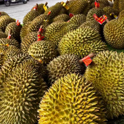 榴莲小伙的头像