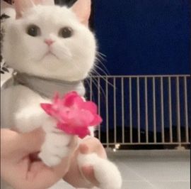 海克斯。的图片