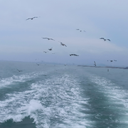 三花生壳三大算皮3