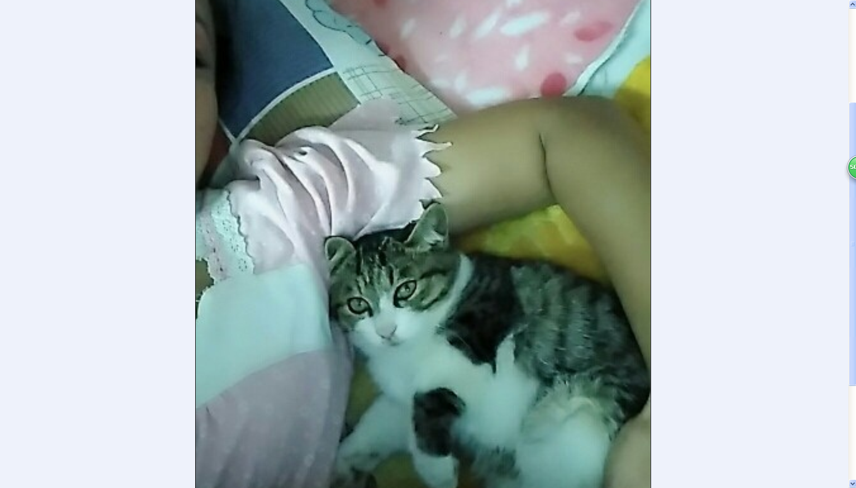 じ海鸥で的图片