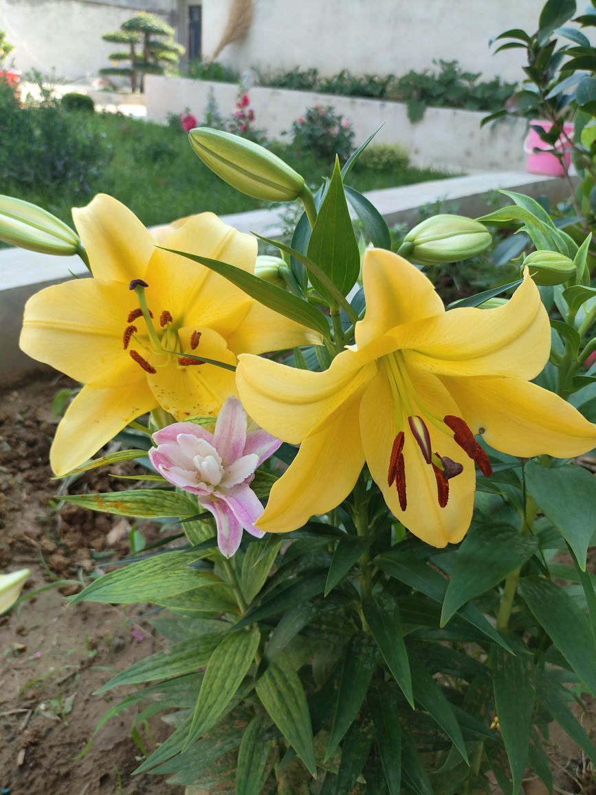 宝莉吖主播图片