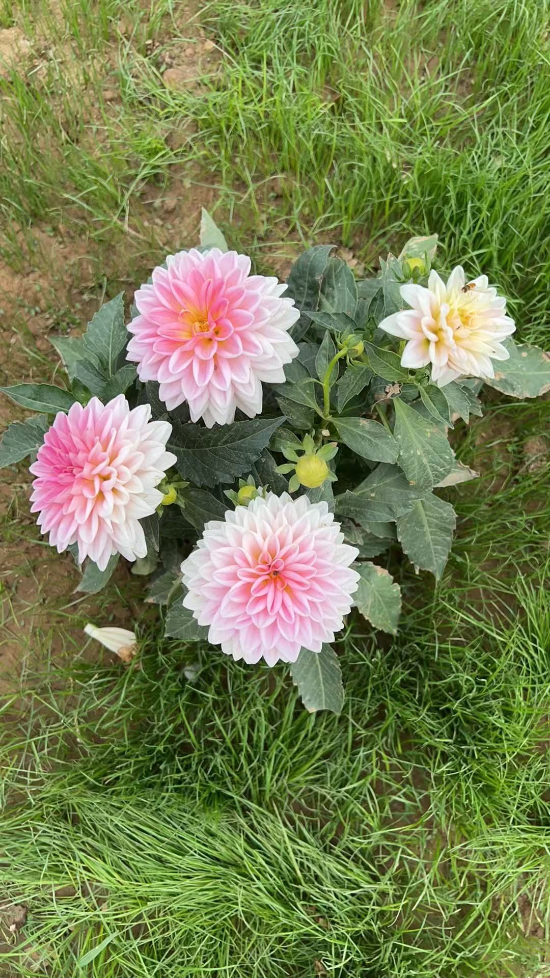 宝莉吖主播图片