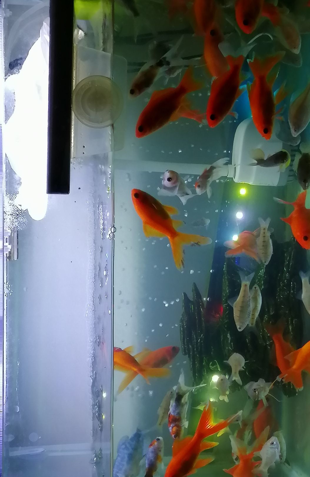 （醉：执@着）的主播照片