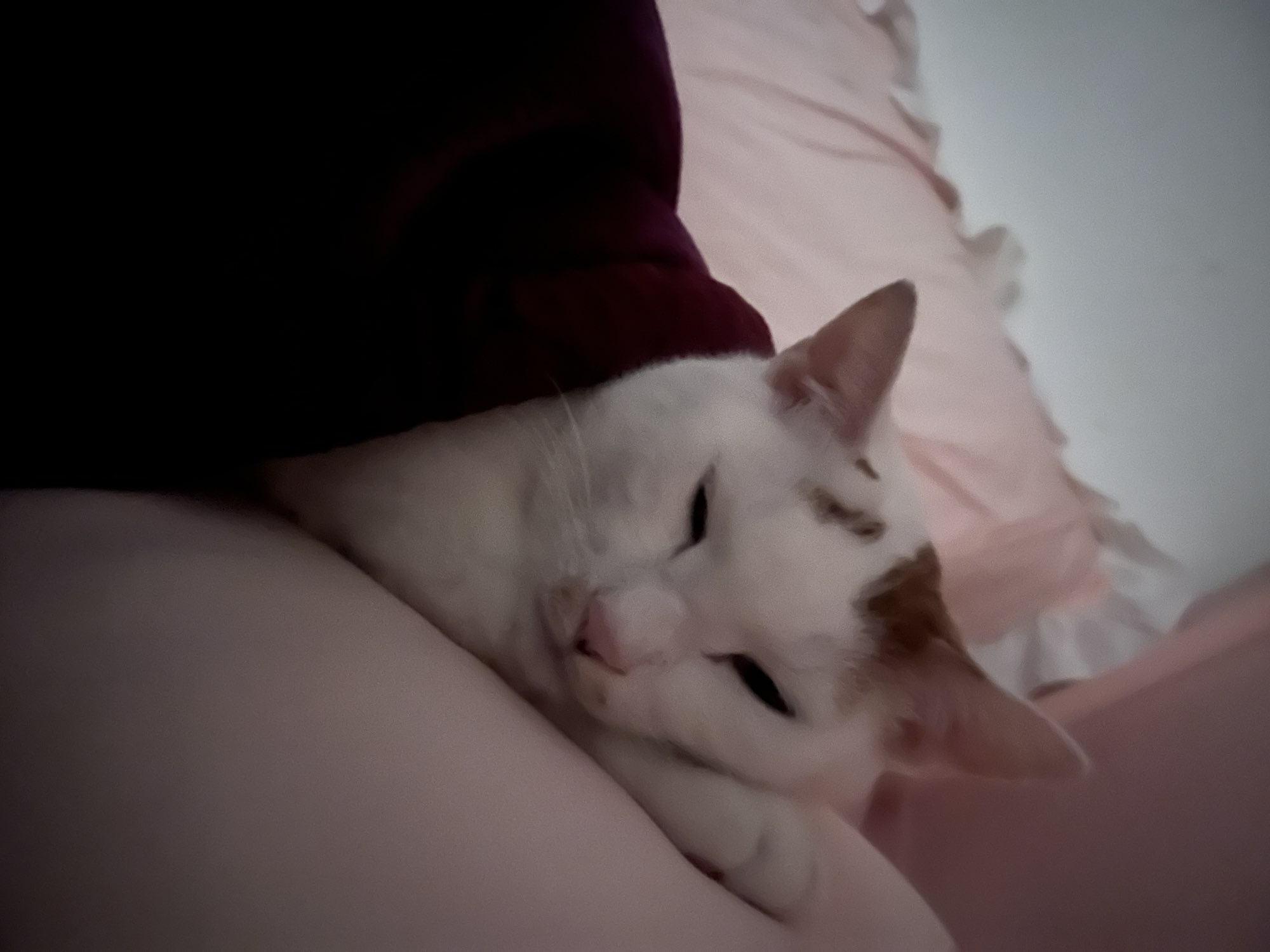 紫琳好运🇨🇳主播图片