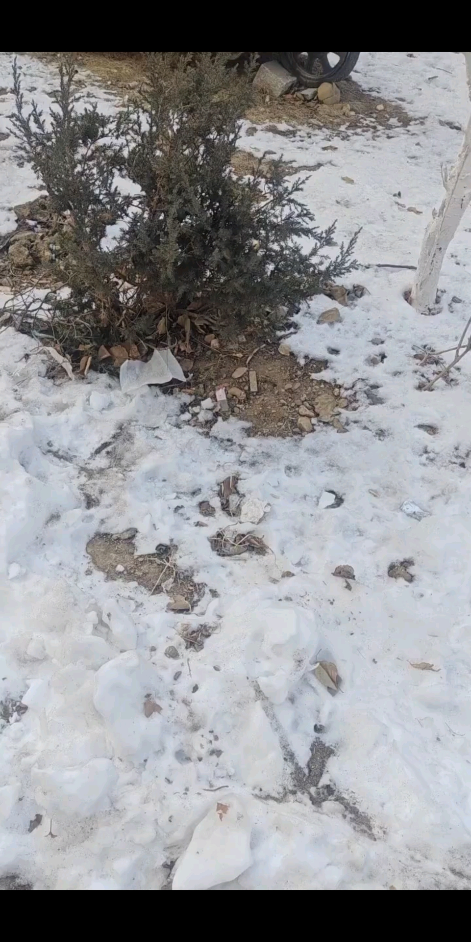 雪地里的小画家/狂笑