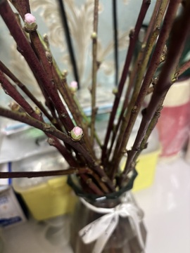 🎵小邓丽君🌺溪儿主播照片