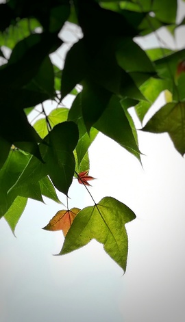 仙紫呀💕年后见！主播照片