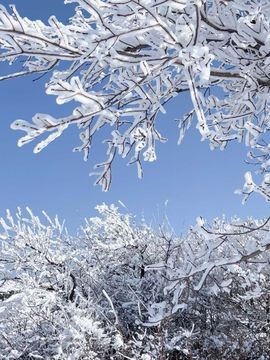 天王盖地虎虎044的图片