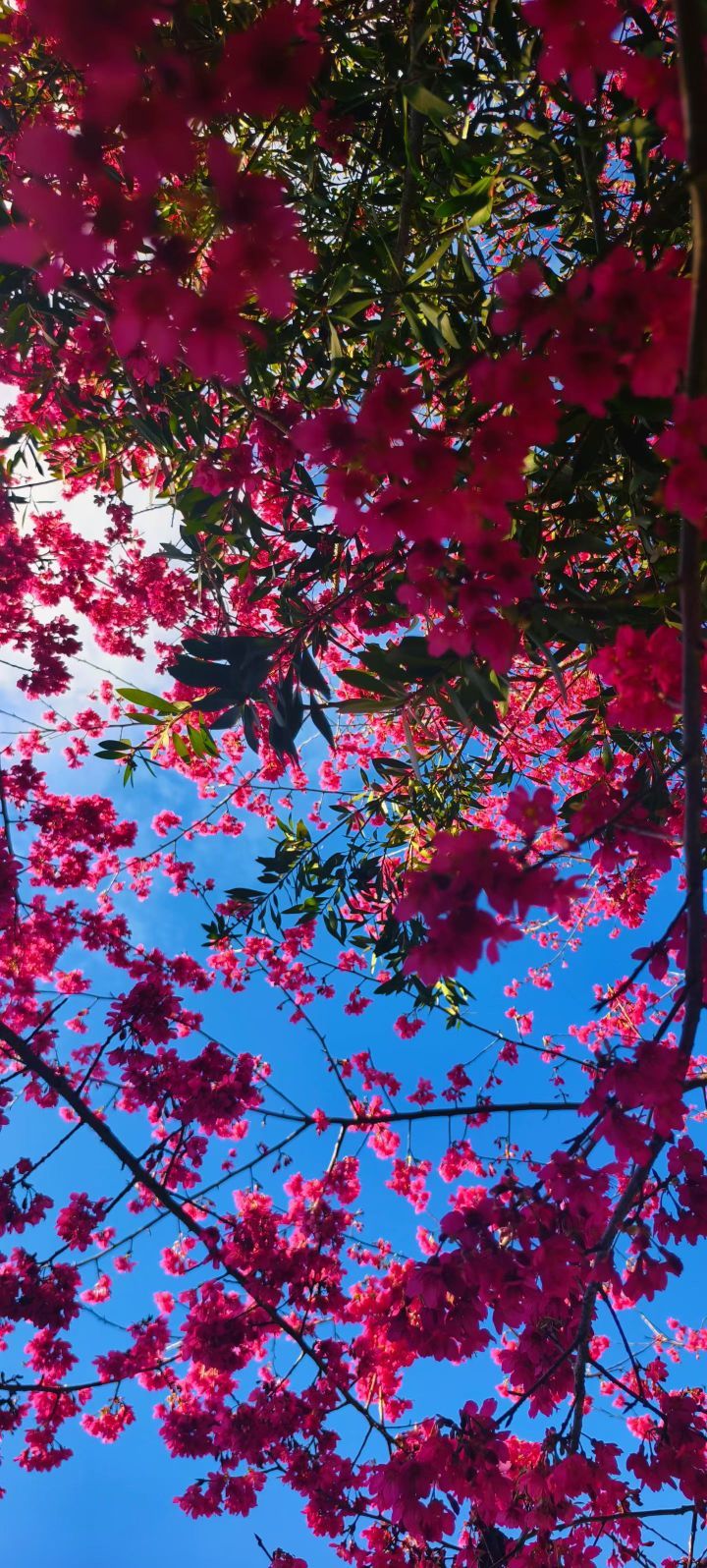 妞妞骑行西双版纳主播图片