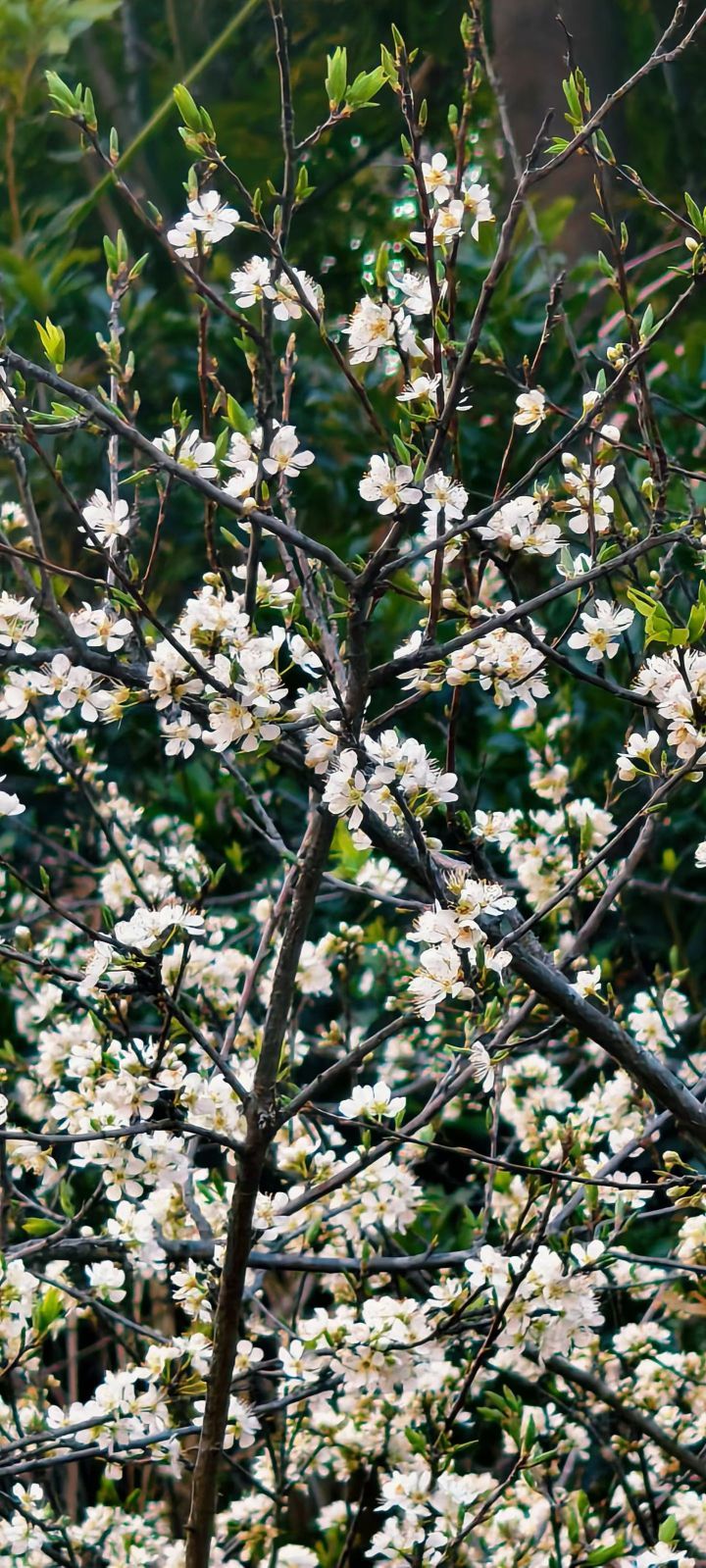 妞妞骑行西双版纳主播图片
