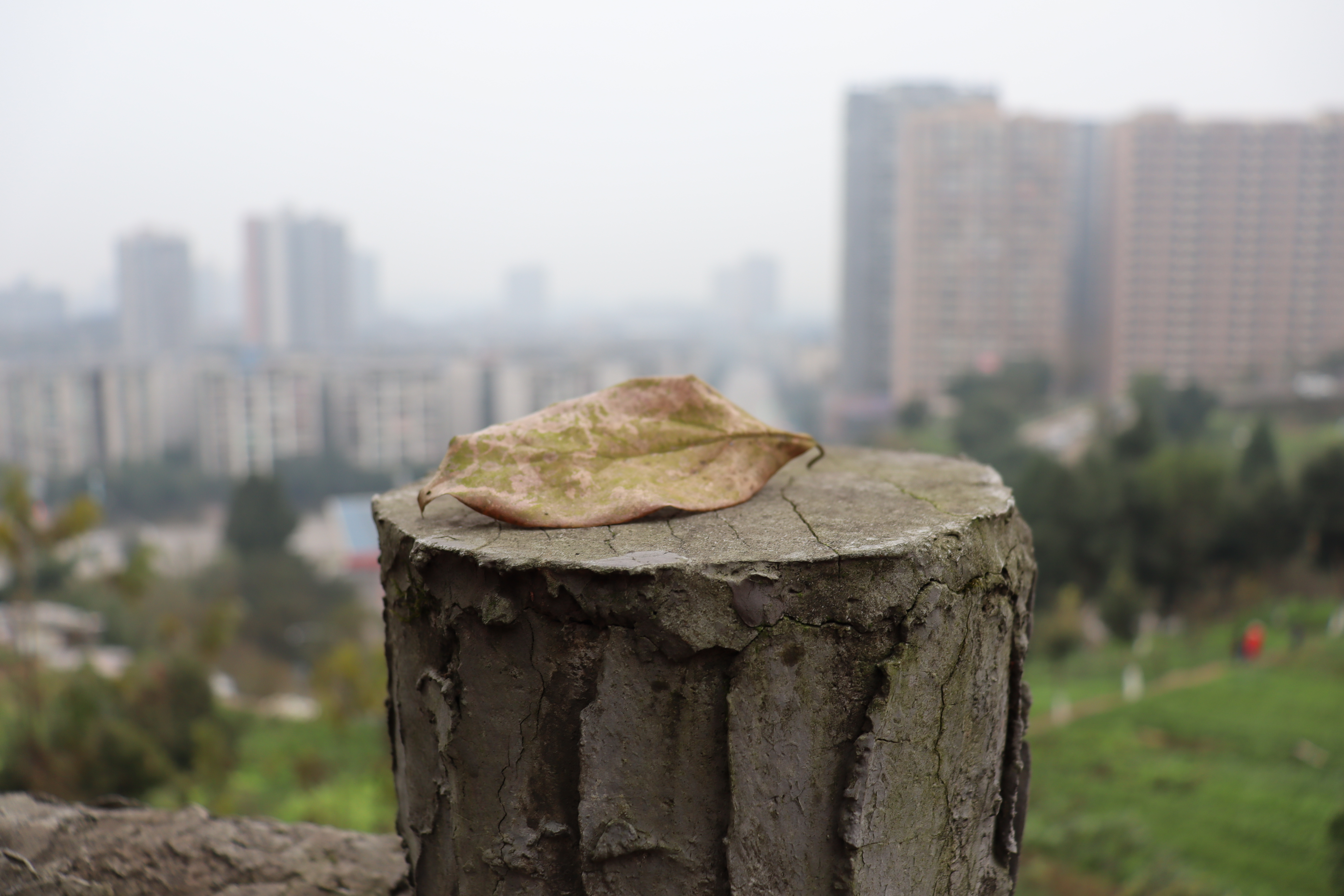 涵十八♫主播图片