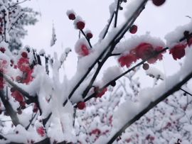 天王盖地虎虎044的图片