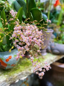 安妮等你来点歌的图片