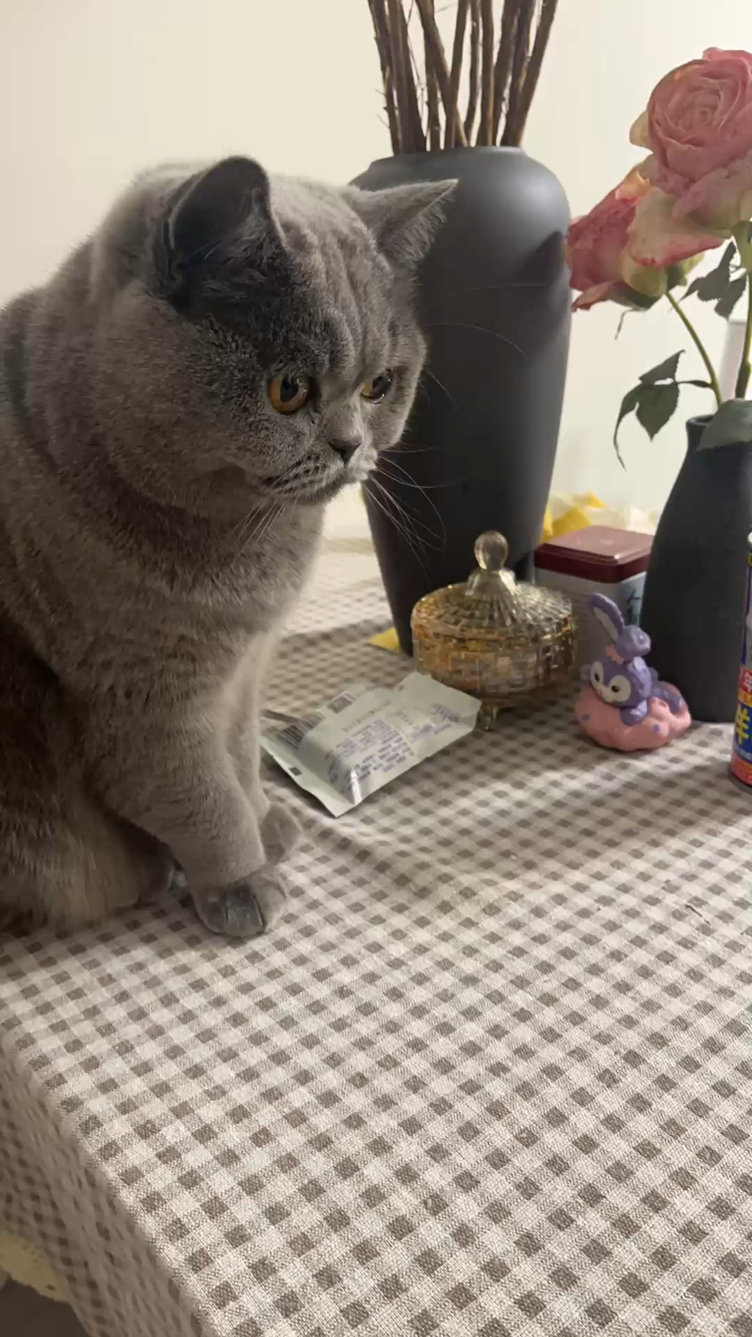 这么可爱谁会忍心拒绝