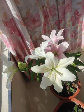 我叫野百合🌱🌱的图片