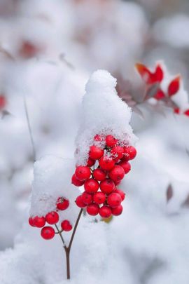 天王盖地虎虎044的图片