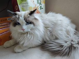 晴儿祝大家新年快乐！的图片