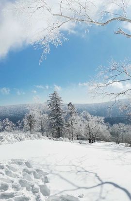 天王盖地虎虎044的图片