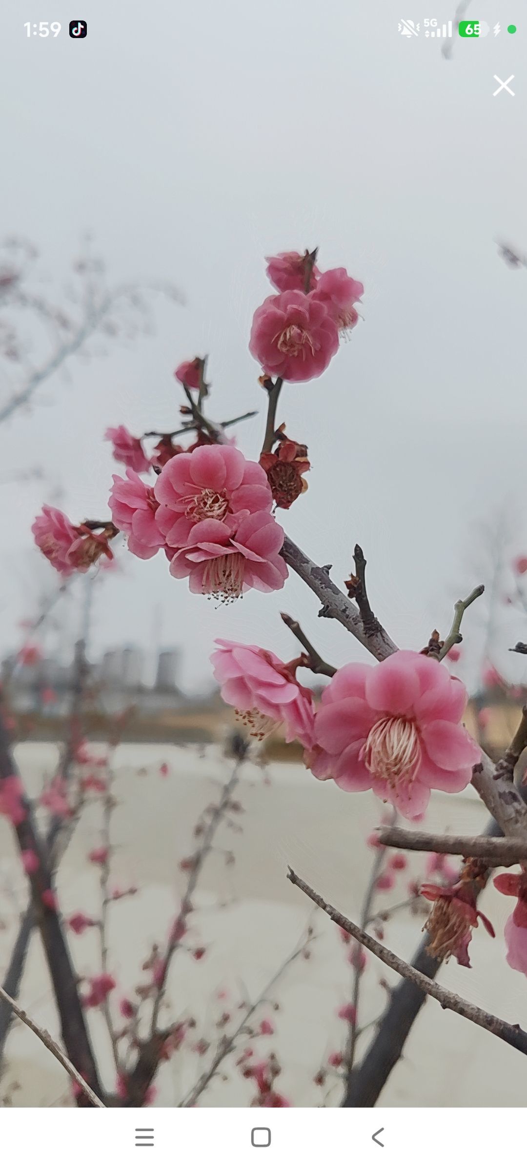 婷婷💕感恩有你陪伴主播图片