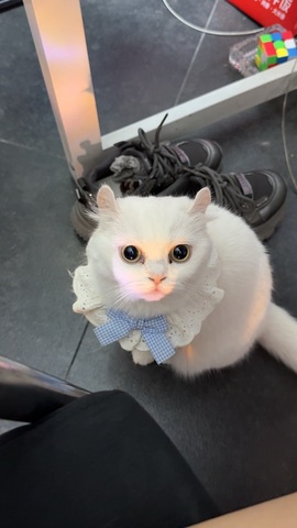 新人-咩咩的图片