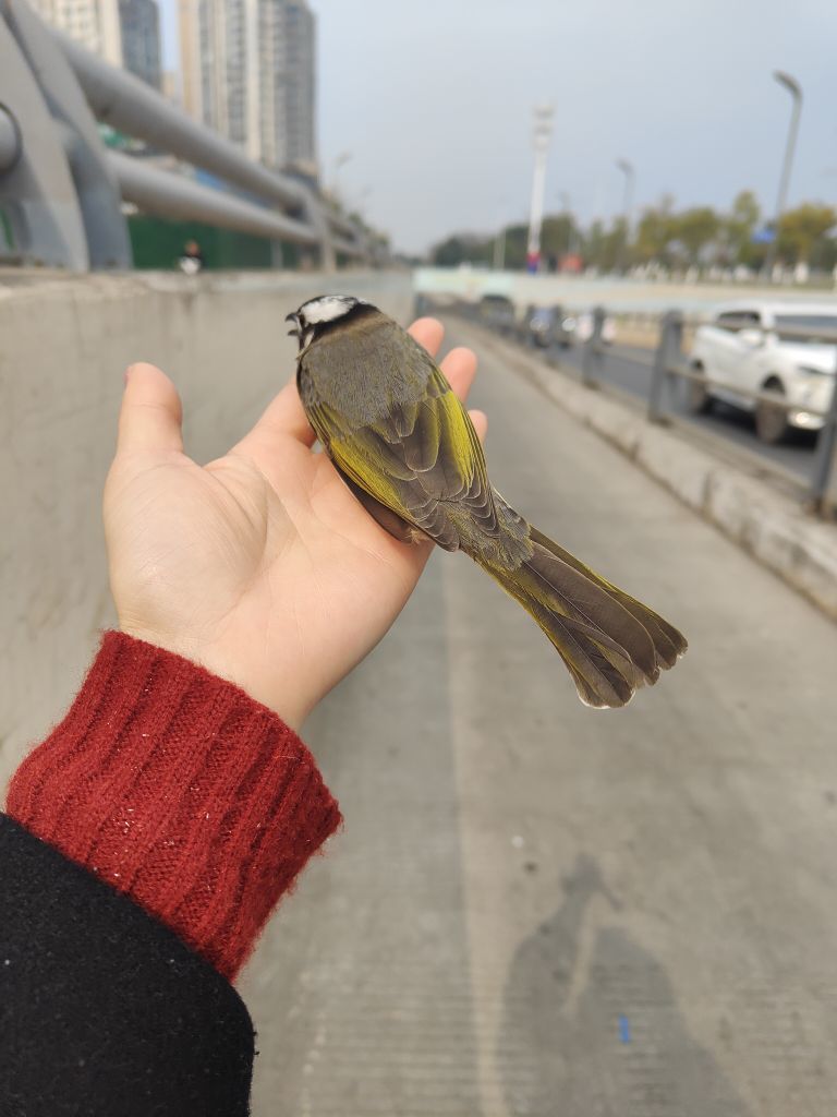 ♛初见晨曦的主播照片