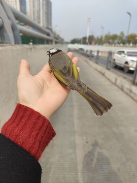 ♛初见晨曦的图片